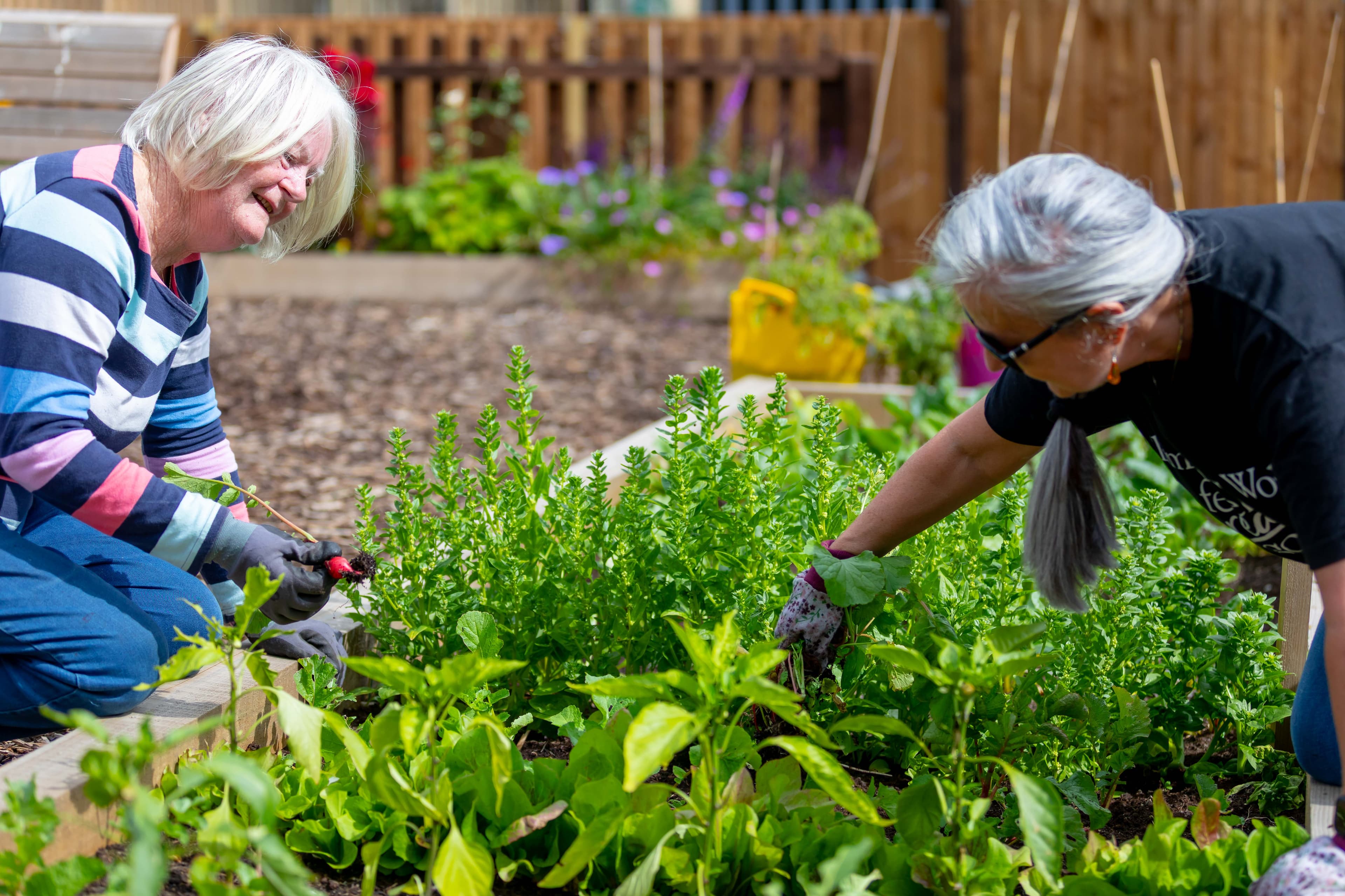 Volunteers in community garden